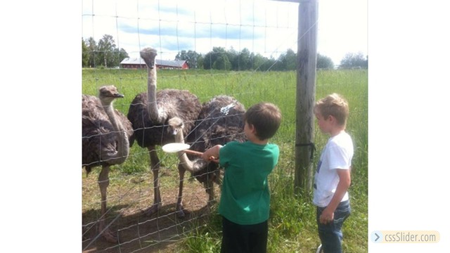 Sahlins Strutsfarm, Borlänge