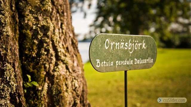 Ornäsbjörk