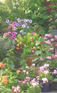 blommor
